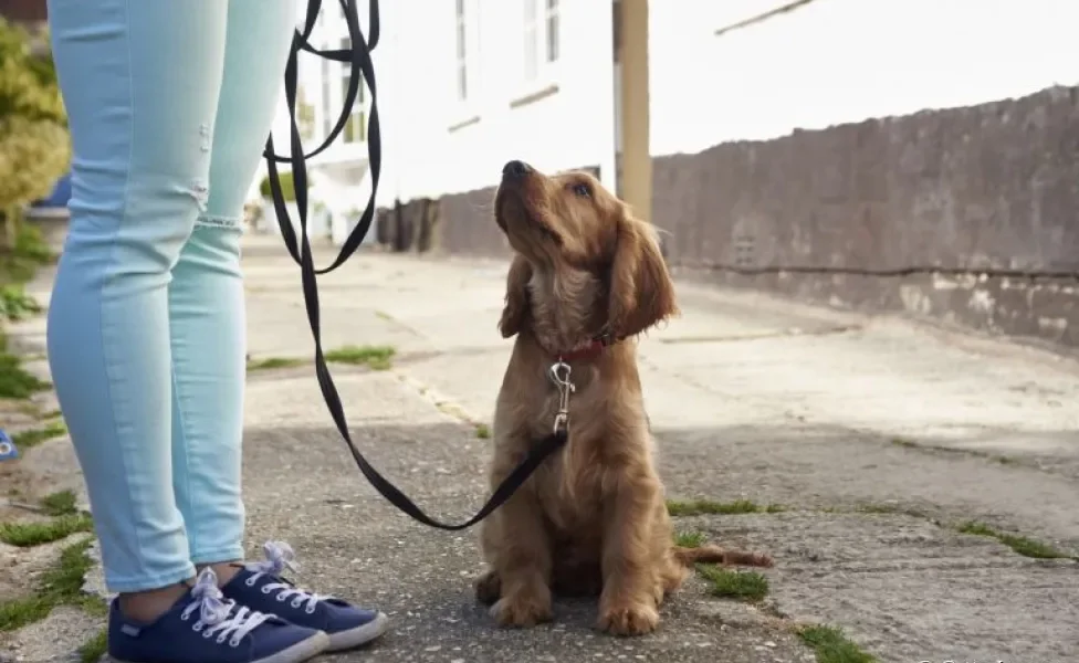 A guia longa para cachorro dá mais liberdade para o animal durante o passeio