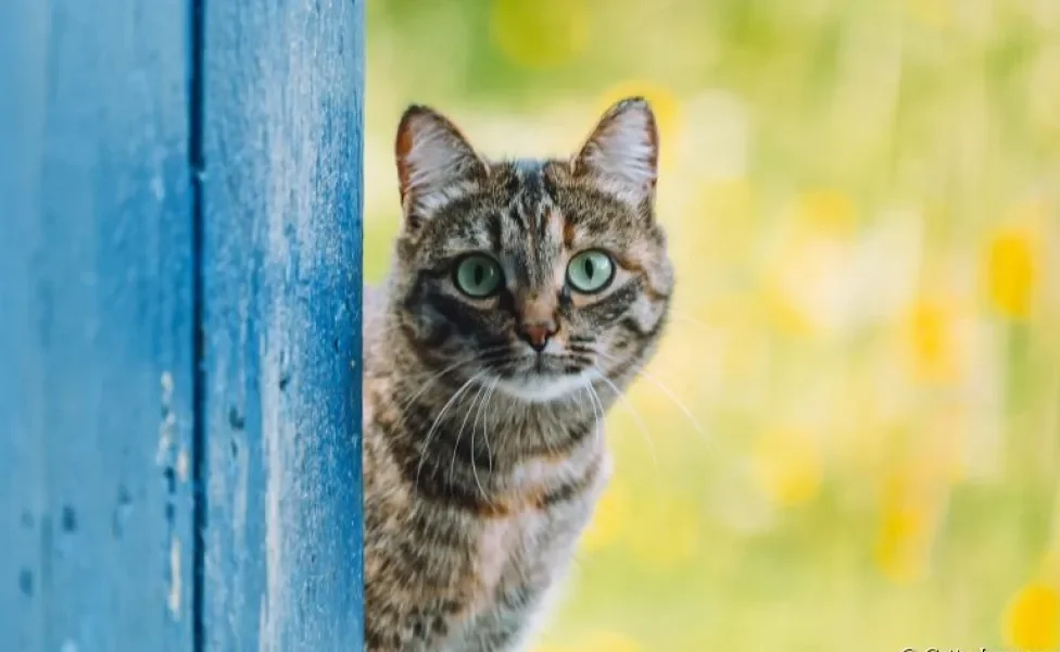Leptospirose em gatos: saiba como essa doença afeta os felinos