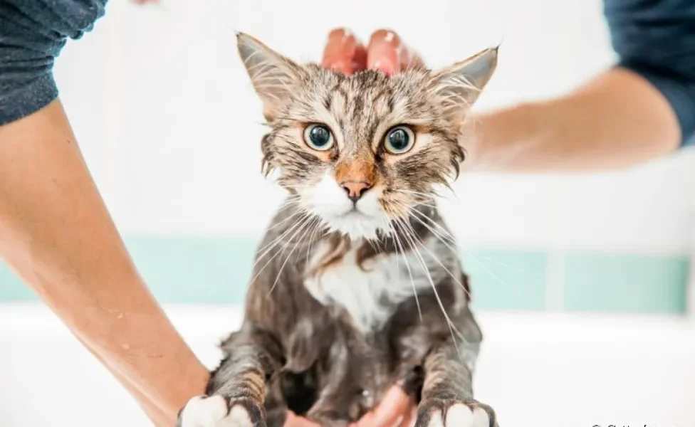 Afinal, pode dar banho em gato ou isso é um erro? Descubra a resposta a seguir!