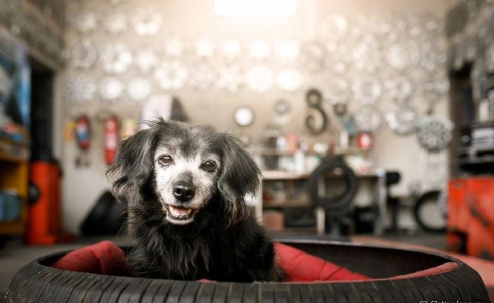 Cama para cachorro: sabia que um pneu pode virar um excelente espaço para acomodar seu doguinho?