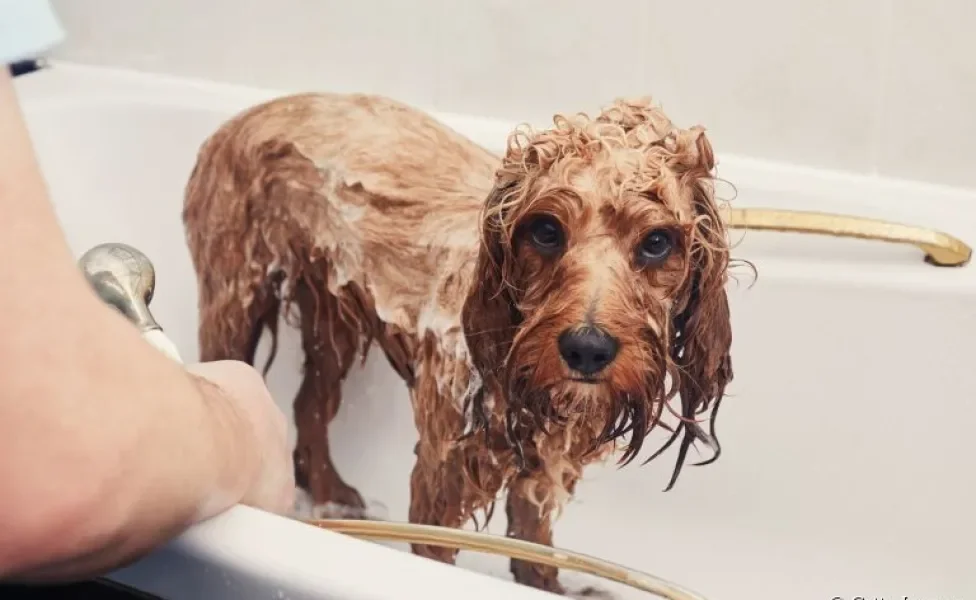 Alguns cuidados são essenciais na hora do banho em cachorro