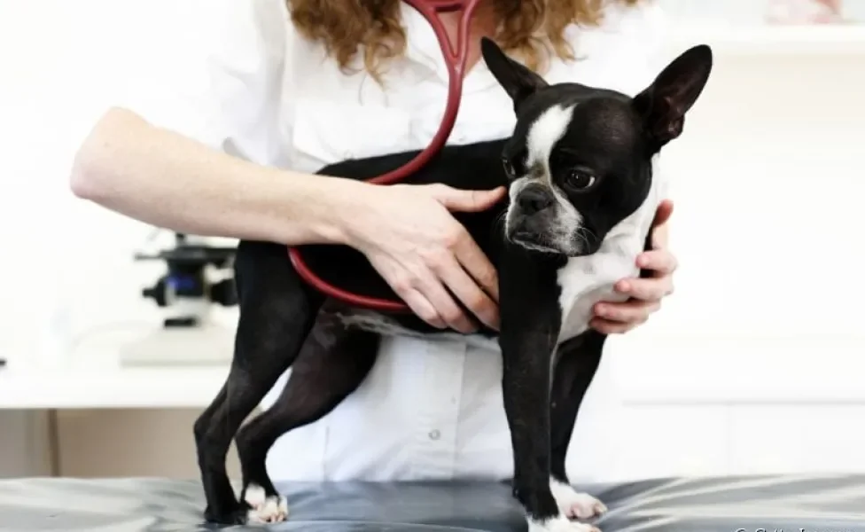 Coração de cachorro: aprenda a maneira certa de medir os batimentos cardíacos do seu cãozinho