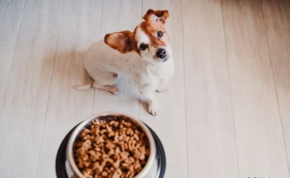 Alimentação do cachorro: veja algumas dicas para incentivar seu cãozinho a comer