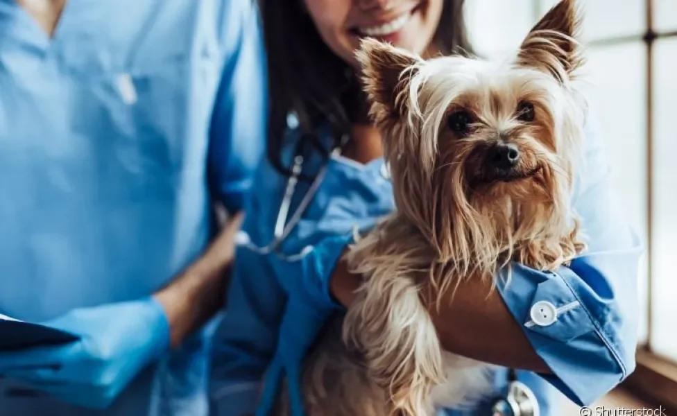 Você sabe quais exames são essenciais para checar a saúde do seu cachorro?