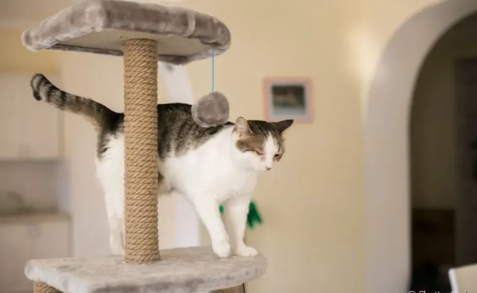  O arranhador vertical para gatos é uma ótima opção para garantir a diversão do seu bichano 