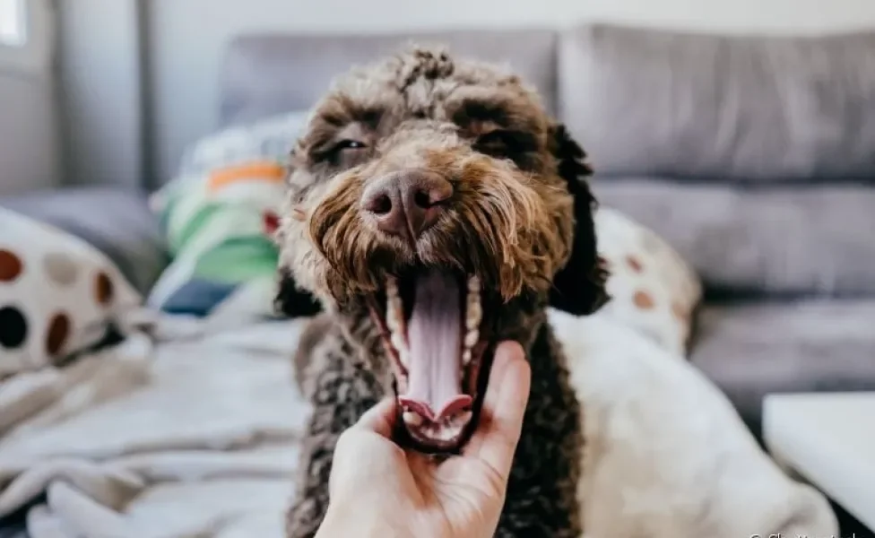 Cachorro bocejando muito: esse simples comportamento canino não significa apenas sono