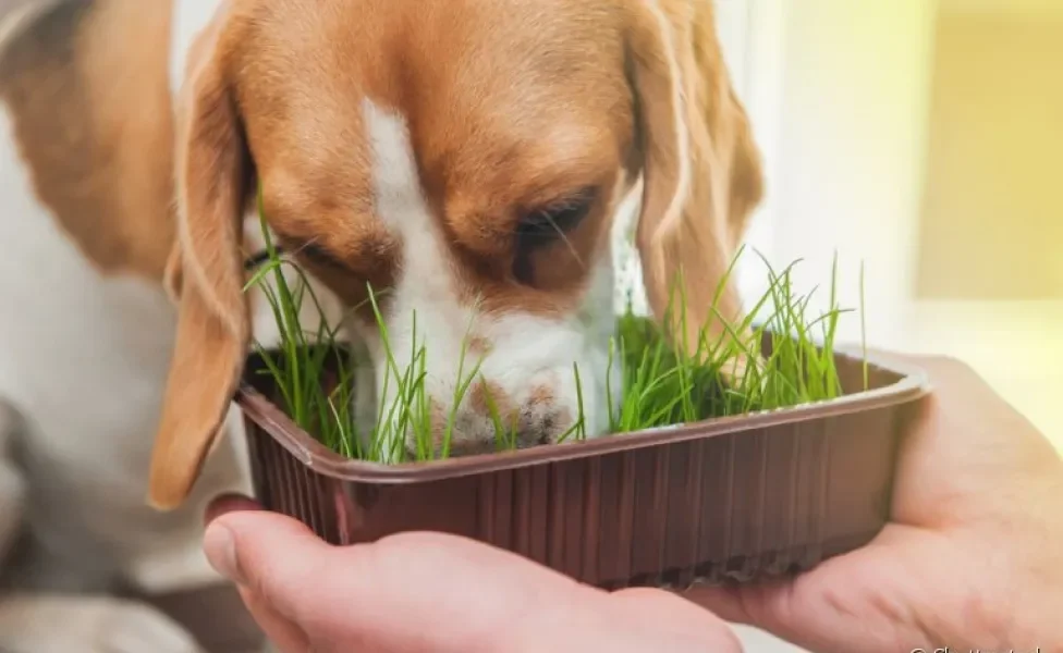 Seu cachorro come grama? Talvez seja uma boa ideia plantar algumas dentro de casa!