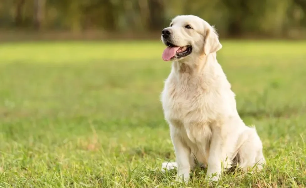 Golden Retriever: conheça as principais características dessa raça de cachorro tão querida