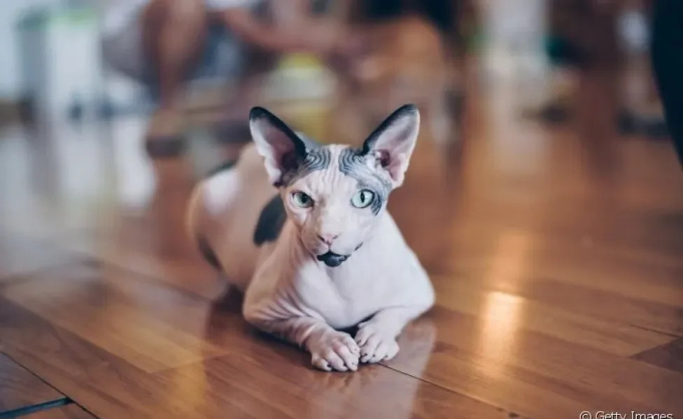 Sphynx: o famoso gato sem pelo é uma das raças mais raras que existem