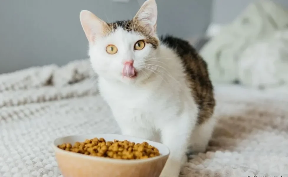 Alimentação de gato: a quantidade de refeições pode variar de acordo com a faixa etária do seu bichano. Saiba mais!
