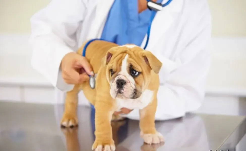 O sopro cardíaco em cães precisa de atenção e geralmente é causado por outras cardiopatias