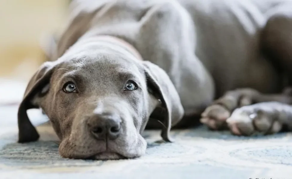 A cardiomiopatia dilatada em cães afeta principalmente as raças de cachorro grande e gigantes 