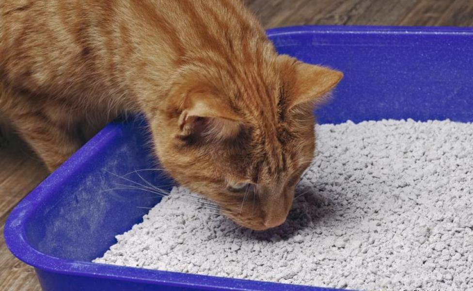 Caixa de areia para gatos: saiba os benefícios do material biodegradável