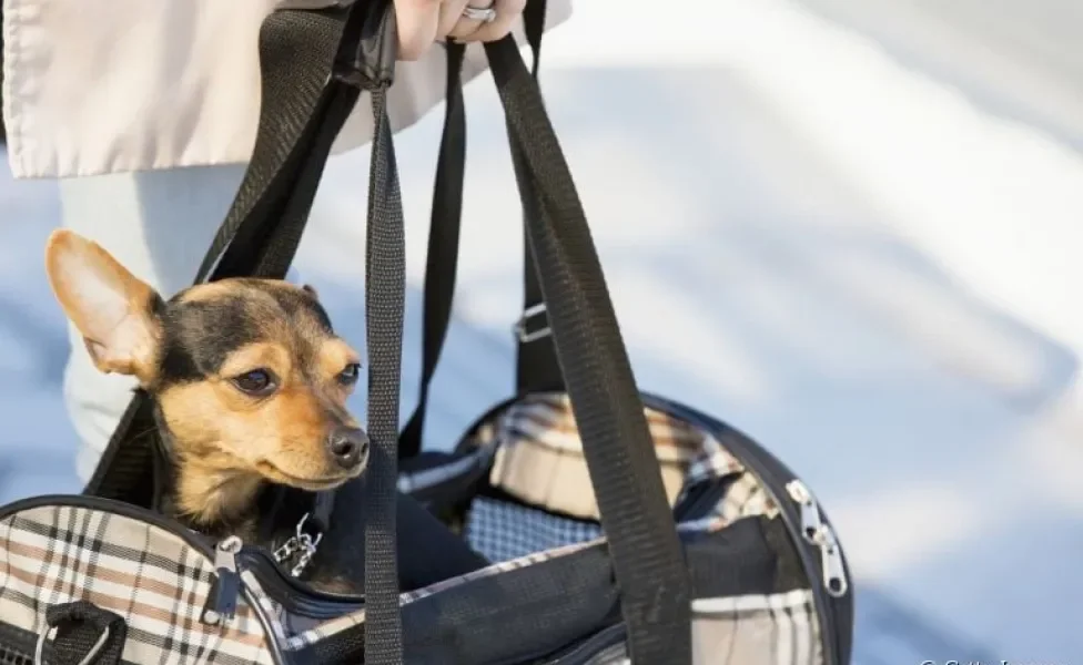 O modelo de bolsa de transporte para cachorro no formato de sacola é o mais popular