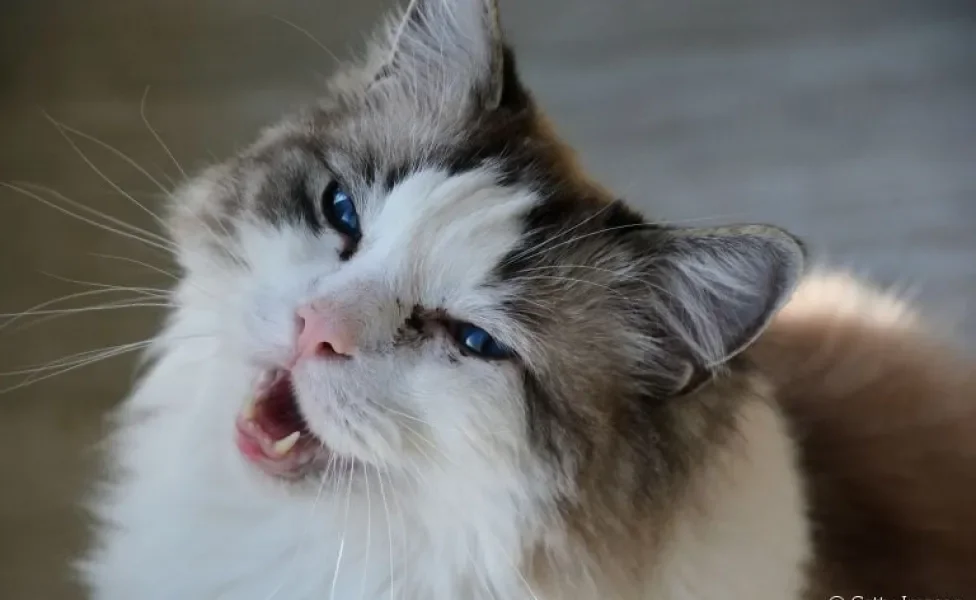 O complexo gengivite-estomatite felina é um problema que atinge a boca do gatinho. Saiba como a doença se manifesta! 