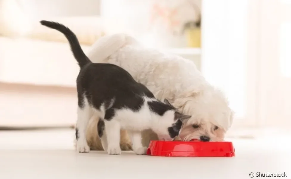 Cachorro pode comer ração de gato? Entenda mais sobre esse comportamento canino