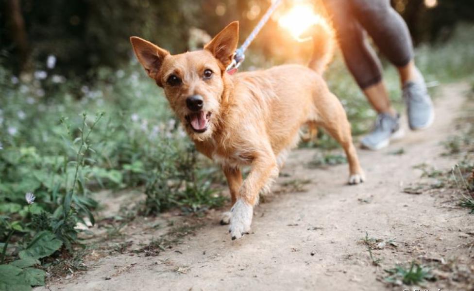 Uma rotina de atividades físicas e passeio garante ao seu cão mais qualidade de vida
