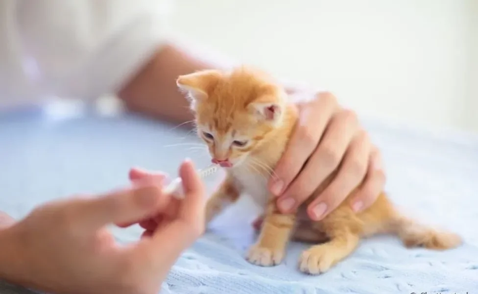 Pode dar dipirona para gato? Saiba se esse medicamento comum entre humanos também serve para os bichanos