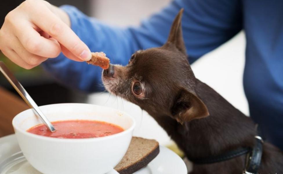 No caso de um cachorro doente, a sopa pode ser uma boa opção de alimento