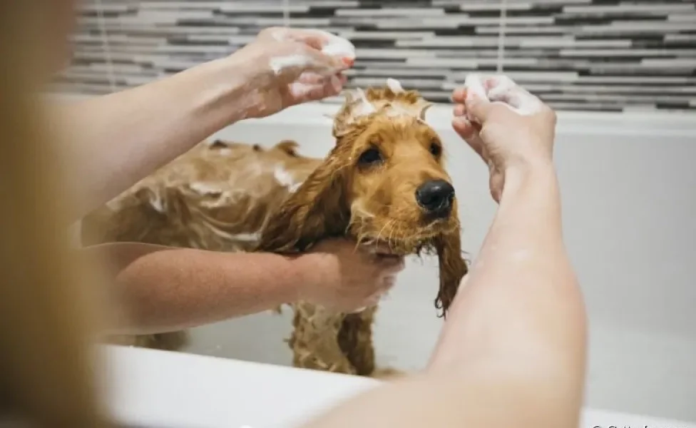 O shampoo para cachorro ideal deve ser de acordo com a raça, idade e condições de saúde do animal