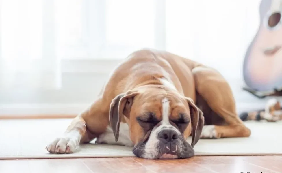 Cachorro dormindo: tutor deve prestar atenção na quantidade de horas que o animal dorme por dia