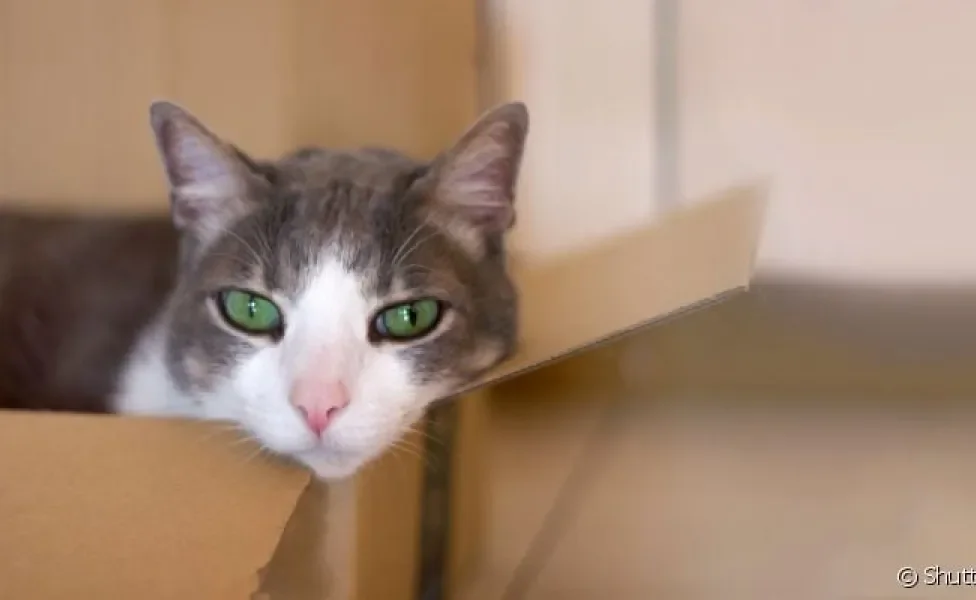Você pode utilizar o papelão para fazer uma casa de gato para seu felino. Veja o passo a passo para aprender a fazer!