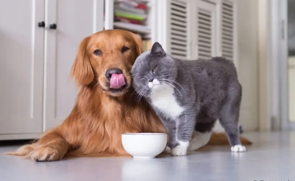 A alimentação do cachorro e gato é bastante diferente. Saiba como funciona o paladar de cada um!