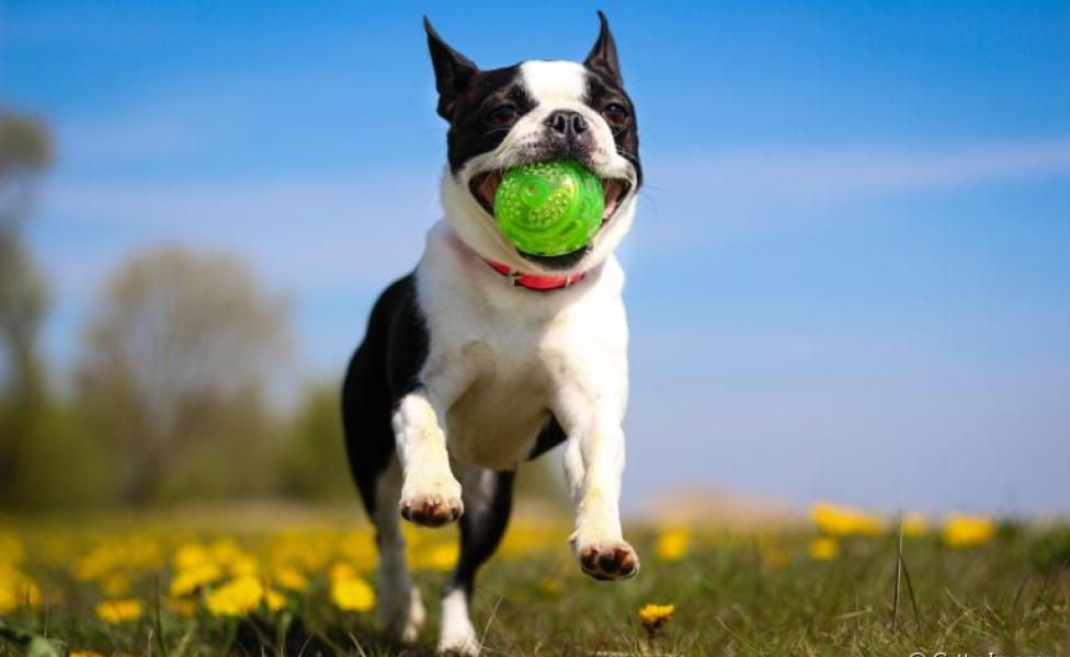 Brincar com cachorro pode ser muito divertido! Saiba mais sobre esportes, passeios e brinquedos para cães