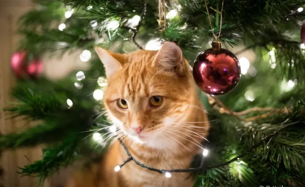 Gatos e árvores de Natal: saiba como proteger os enfeites e o seu amigo de quatro patas