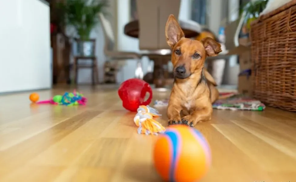 Conheça alguns brinquedos para cachorro ideias para certas perosnalidades caninas