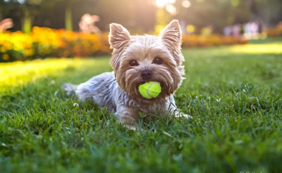 O arremessador de bola para cachorro é diversão garantida