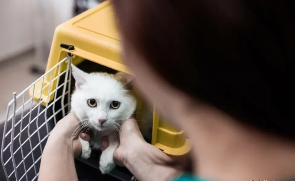 Da caixa de transporte para gatos aos brinquedos: veja os acessórios preferidos dos tutores