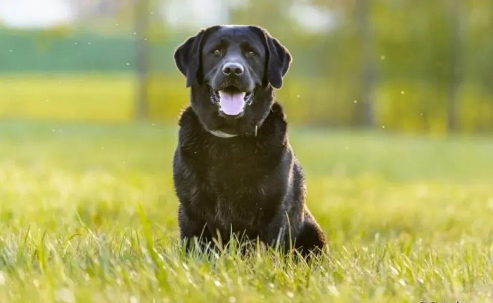 Raças de cachorro preto: do Labrador ao vira-lata, saiba quais são os cães que possuem essa cor de pelagem
