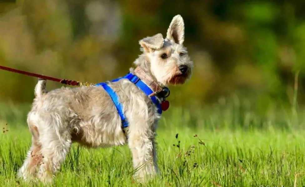 Cuidados com cachorro: dos passeios à vacinação, veja o que você não pode esquecer