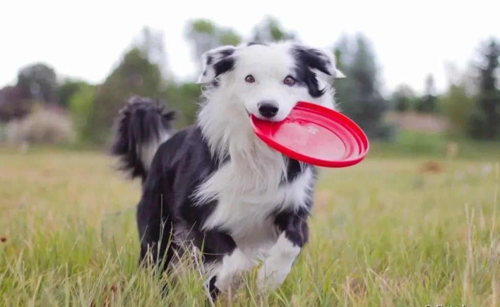 O frisbee para cachorro é capaz de promover vários benefícios para o seu pet