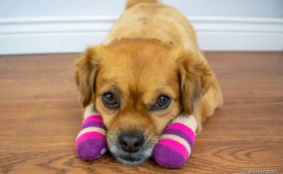 Entenda como as meias para cachorro antiderrapante ajudam na qualidade de vida dos idosinhos!