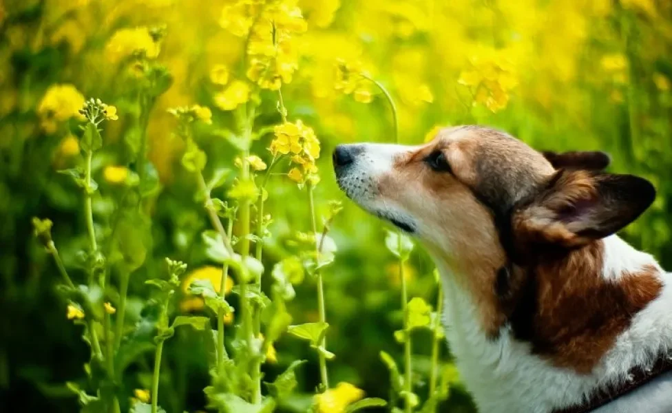 Olfato canino: você já ouviu falar sobre a "memória olfativa" dos cães?
