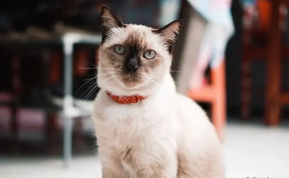 Do gato Siamês ao vira-lata: veja quais são as raças de gato mais independentes