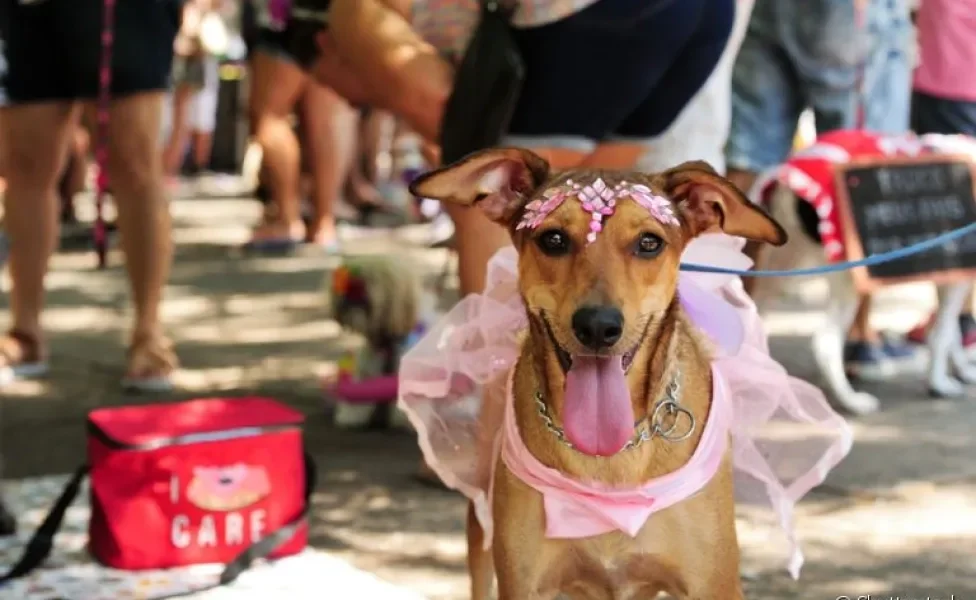 Fantasia para cachorro de Carnaval: confira algumas opções