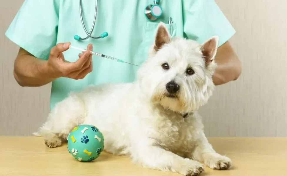 Afinal, pode atrasar vacina do cachorro ou não? Veja quais são os perigos desse hábito