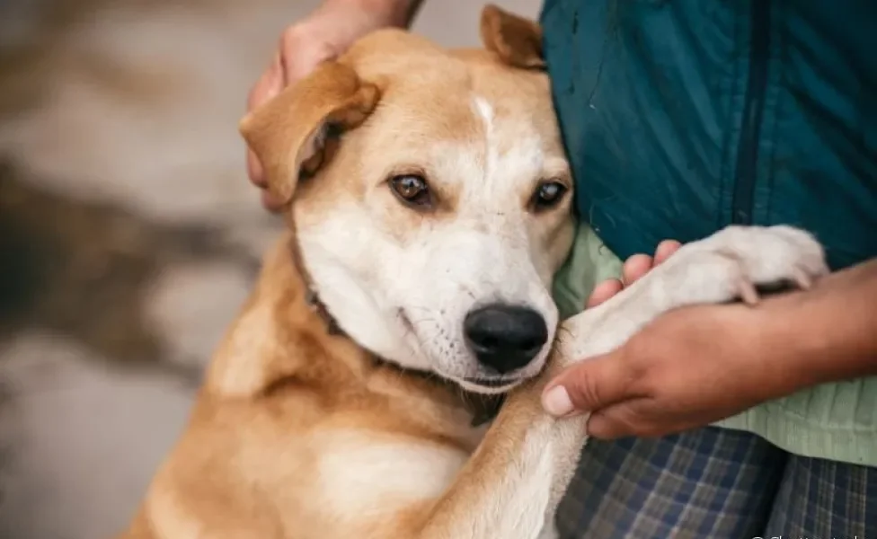 Veja quais tratamentos naturais são indicados para ansiedade canina