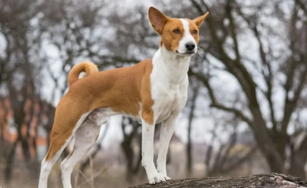 Qual é a raça de cachorro mais antiga do mundo? Do Basenji ao Pequinês, veja alguns exemplos