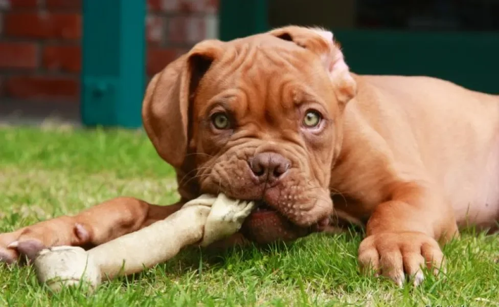 Afinal, será que os cascos e ossos para cachorro fazem mal ou podem ser oferecidos sem problema?