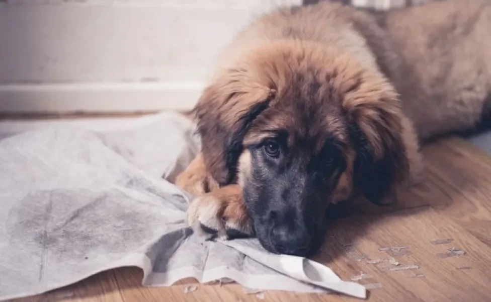 Tapete higiênico para cachorro é um item indispensável na rotina dos pets, mas alguns acham que é brinquedo