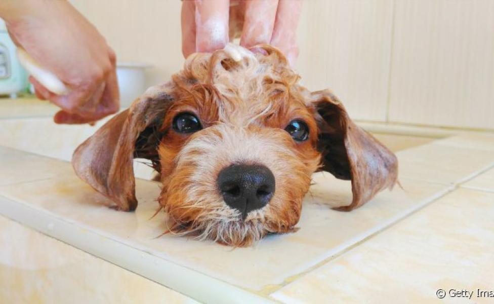 Veja como dar banho em cachorro medroso sem deixar ele mais traumatizado ainda