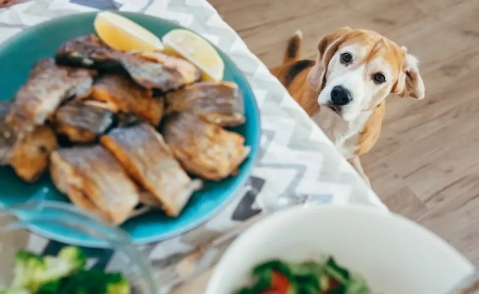 Descubra se o peixe é liberado ou não na dieta dos doguinhos