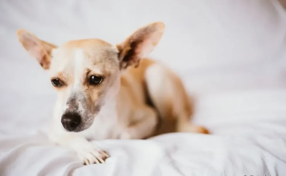 Os gases em cachorro tem diferentes motivos. Saiba mais sobre o quadro