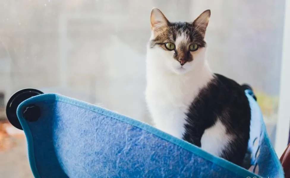 A cama de janela para gatos é um acessório que pode trazer vários benefícios aos felinos