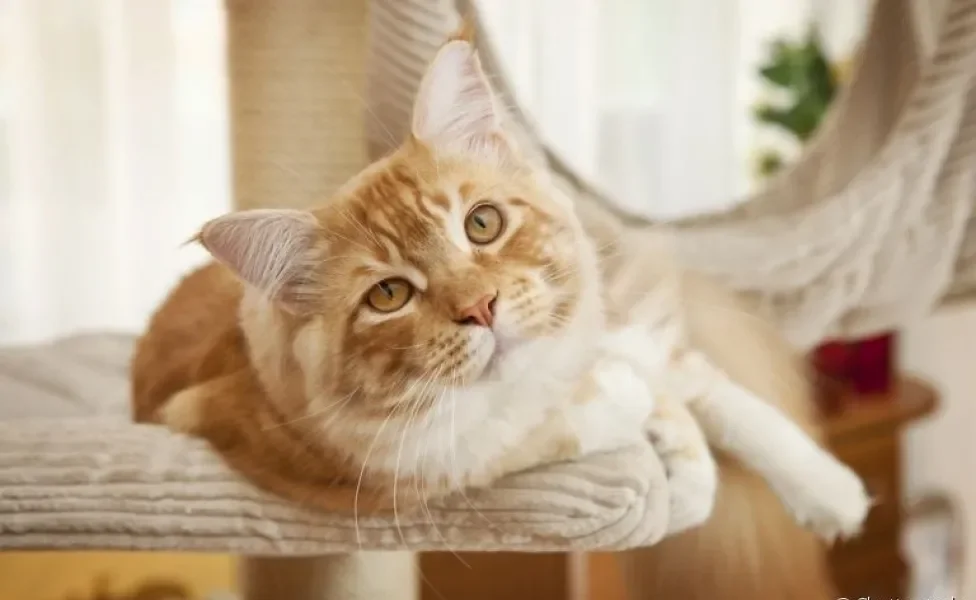 Enriquecimento ambiental: gatos adoram o arranhador com andares. Confira outras opções!