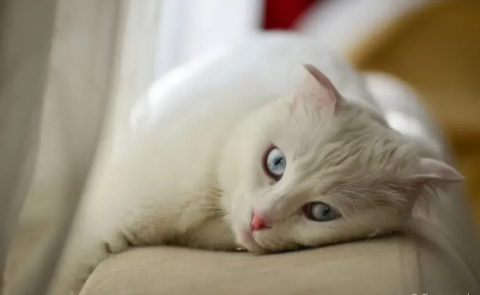 O gato branco de olhos azuis é muito encantador, mas será que a raça do felino determina a cor dos olhos?